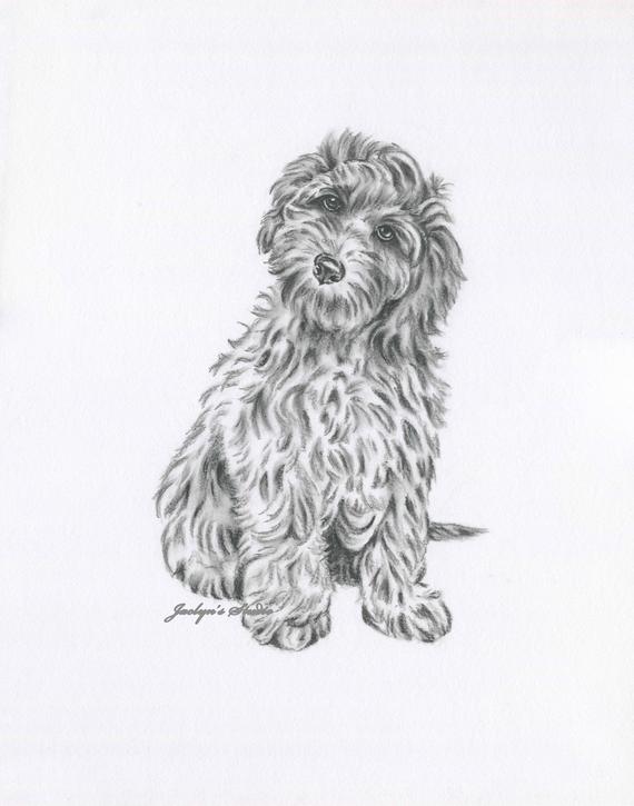 570x725 Goldendoodle Art Labradoodle Art Original Goldendoodle Etsy - Goldendoodle Sketch