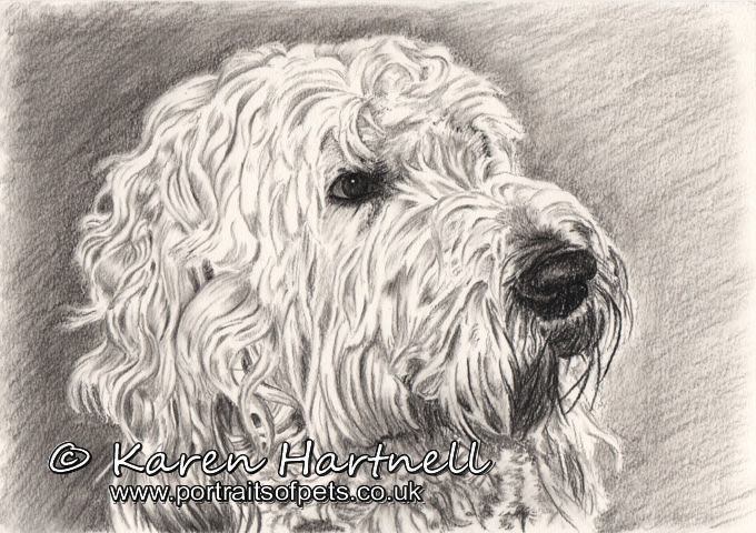 680x480 Goldendoodle Sketch - Goldendoodle Sketch