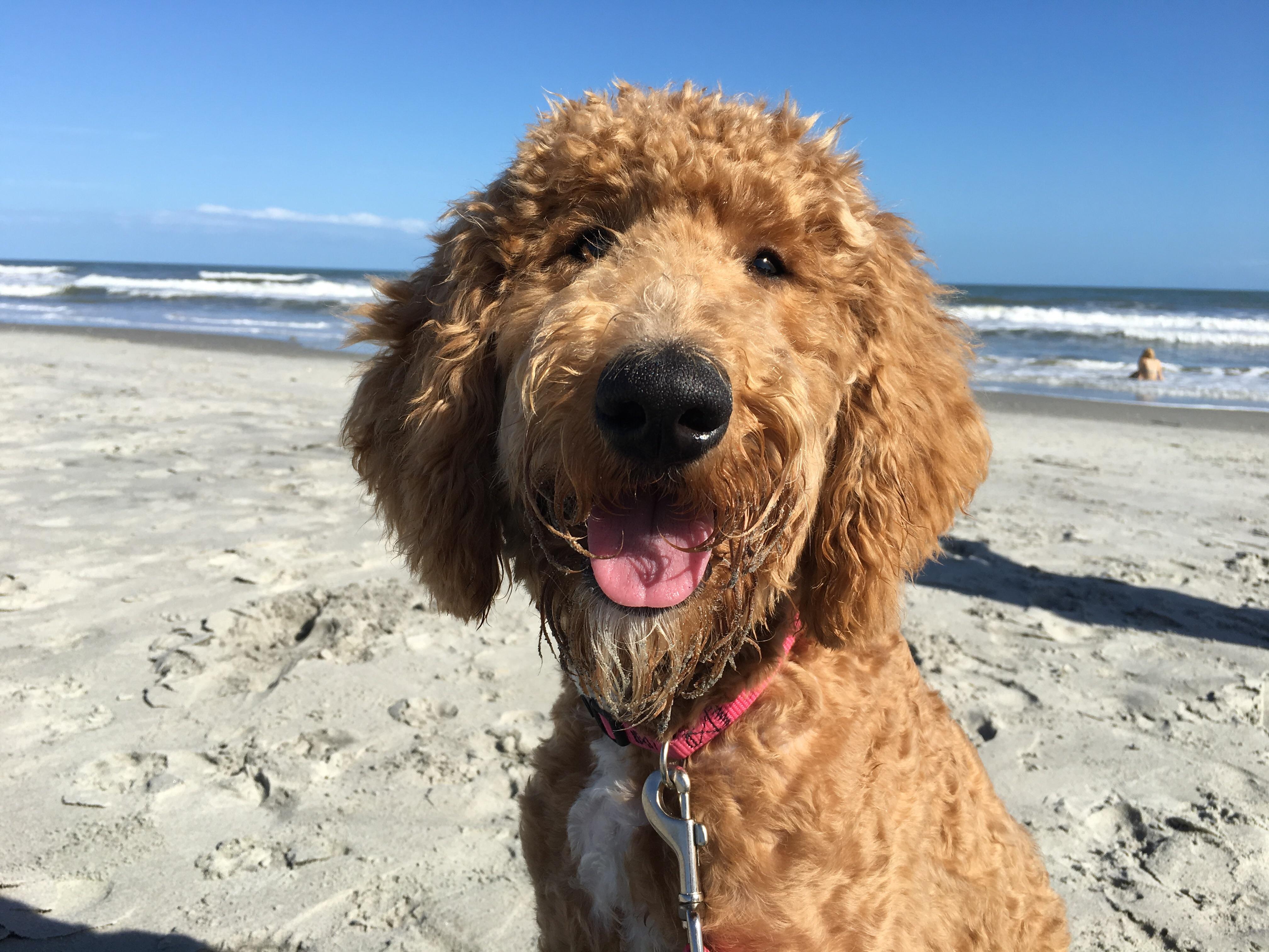 4032x3024 Can Someone Draw My Golden Doodle Ripley Redditgetsdrawn - Goldendoodle Sketch