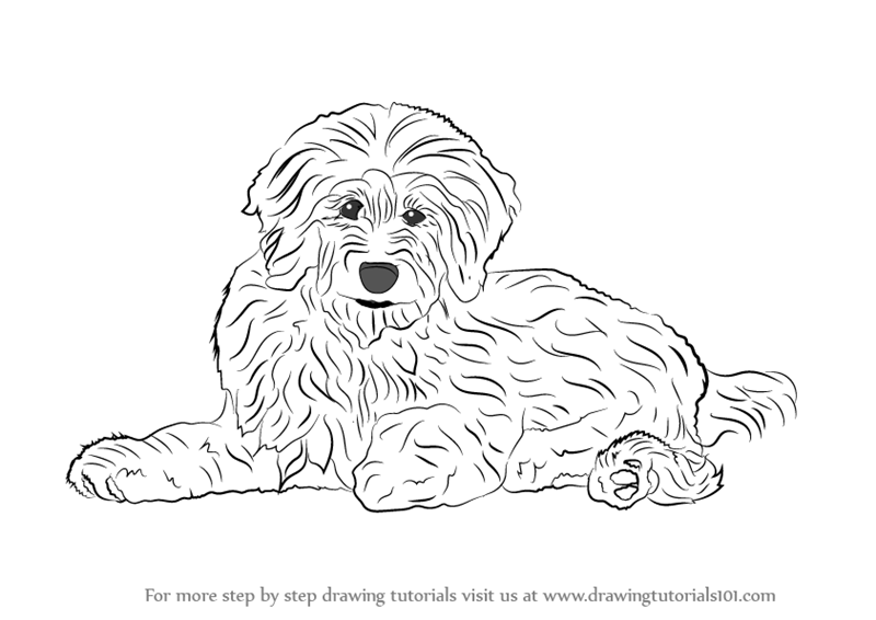 800x566 Learn How To Draw A Goldendoodle (Dogs) Step By Step Drawing - Goldendoodle Sketch