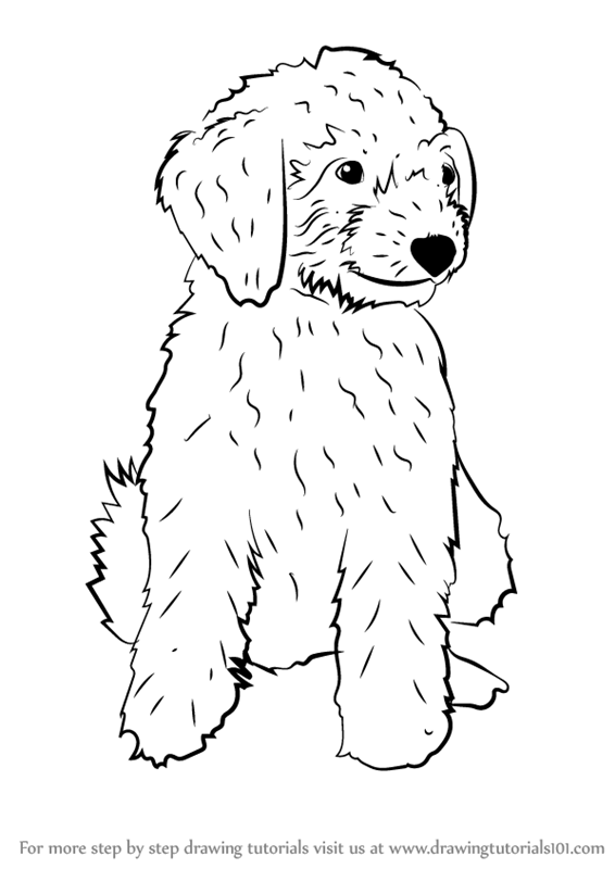 566x800 Learn How To Draw A Mini Goldendoodle (Dogs) Step By Step - Goldendoodle Sketch