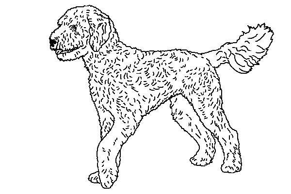 600x400 Order A Personalized Pet Memorial Stone - Goldendoodle Sketch