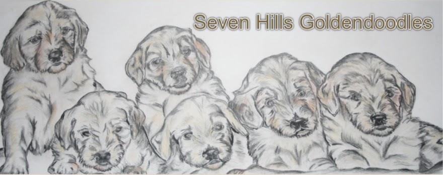 880x349 Seven Hills Goldendoodles - Goldendoodle Sketch