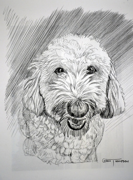 260x353 The Making Of Cabo - Goldendoodle Sketch
