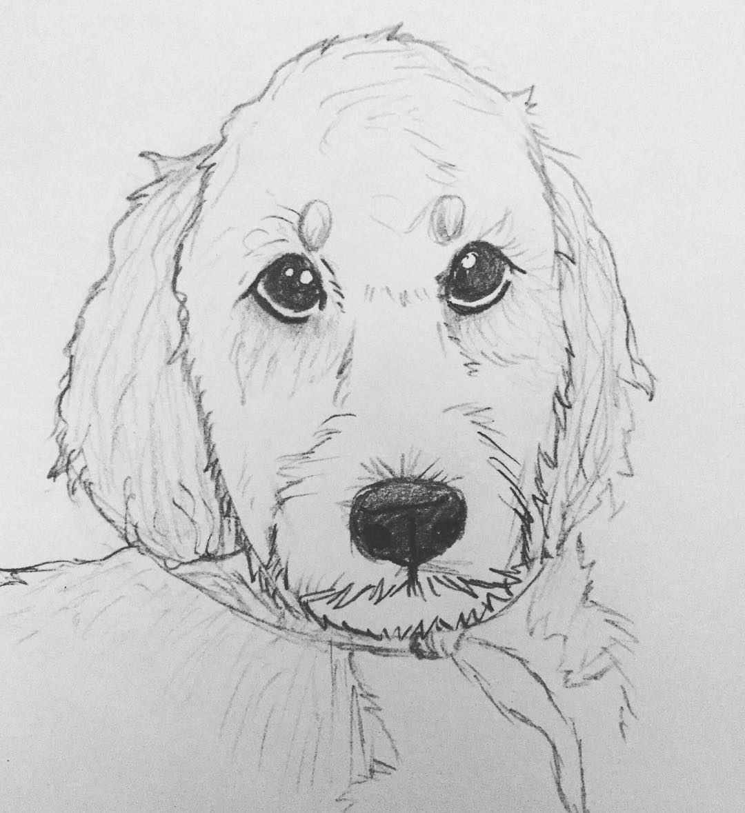 1080x1179 Goldendoodleart Photos And Videos On Instagram Picgra - Goldendoodle Sketch