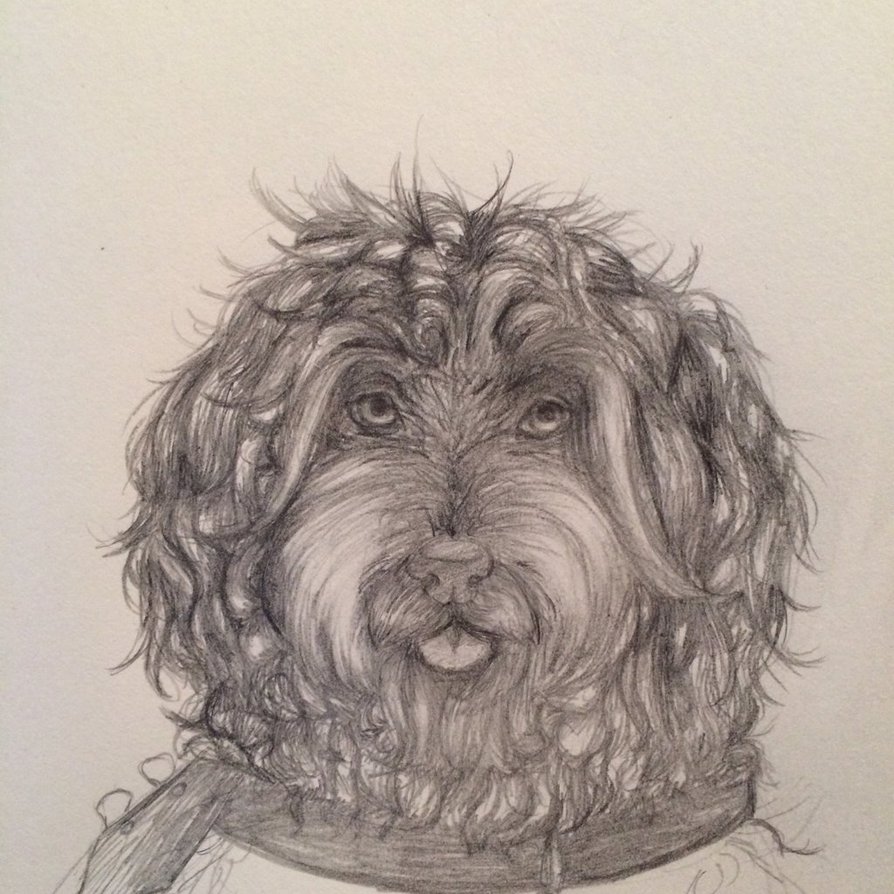 Goldendoodle Sketch at PaintingValley.com | Explore collection of