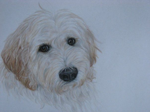 604x453 Golden Doodle Sketch By On @ - Goldendoodle Sketch