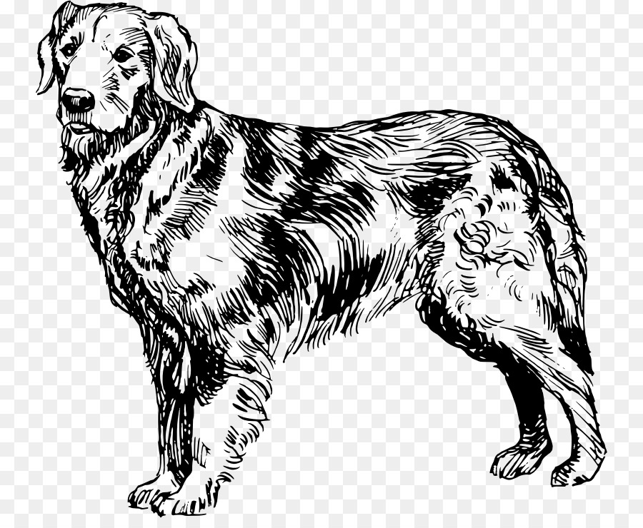 900x740 Golden Retriever Labrador Retriever Puppy Goldendoodle Poodle - Goldendoodle Sketch