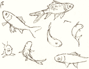 309x239 Goldfish Sketch - Goldfish Sketch