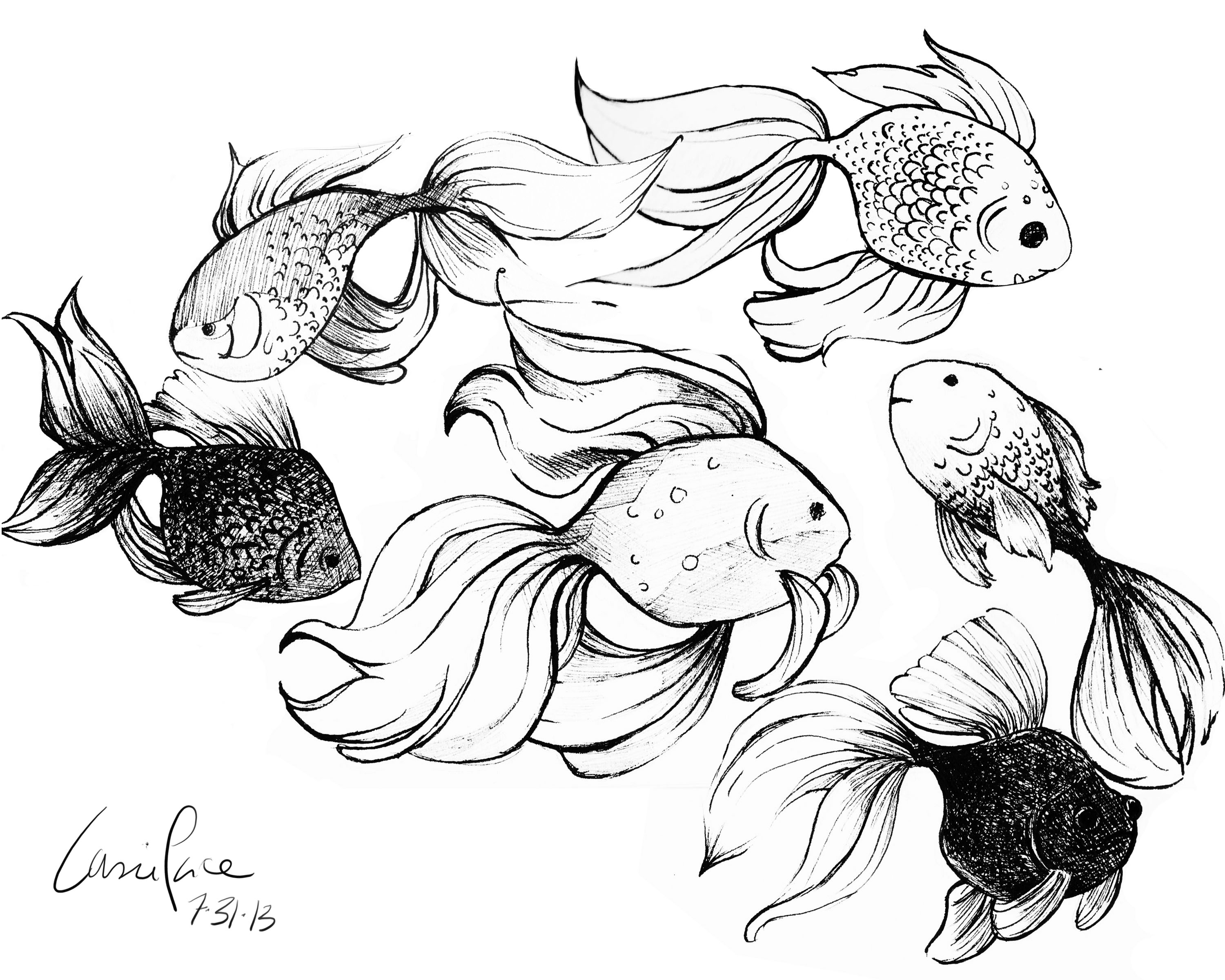 3000x2400 Goldfish Sketches Casie Sketches - Goldfish Sketch