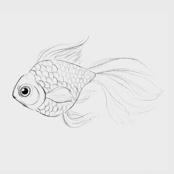 576x576 Goldfish [Sketch] By Julia Vysotskaya (Hochulia), From The Series - Goldfish Sketch
