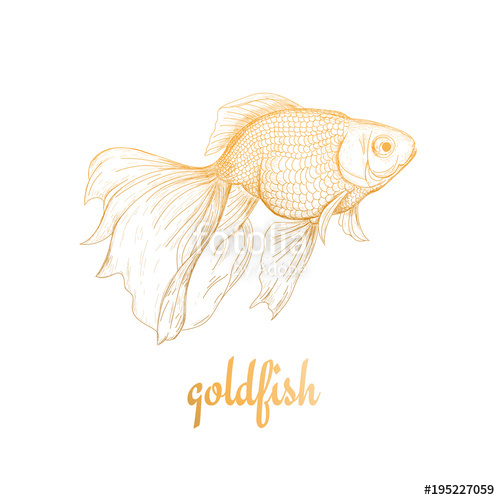 500x500 Goldfish Illustration, Drawing Sketch Stock Image And Royalty - Goldfish Sketch