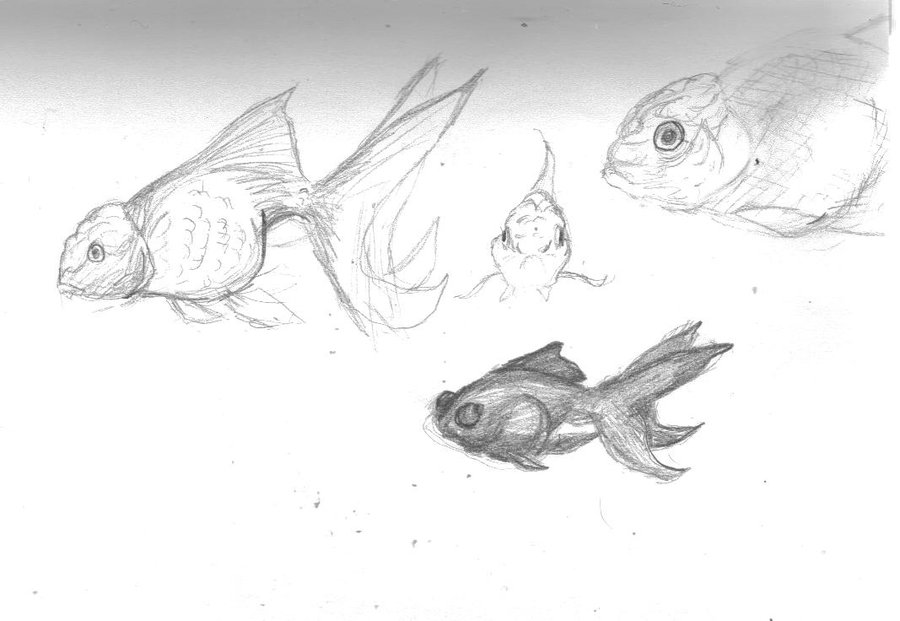 900x621 Goldfish Sketches By Xblade7x - Goldfish Sketch