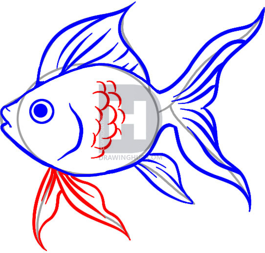 542x519 How To Draw A Goldfish, Step By Step, Drawing Guide, By Darkonator - Goldfish Sketch