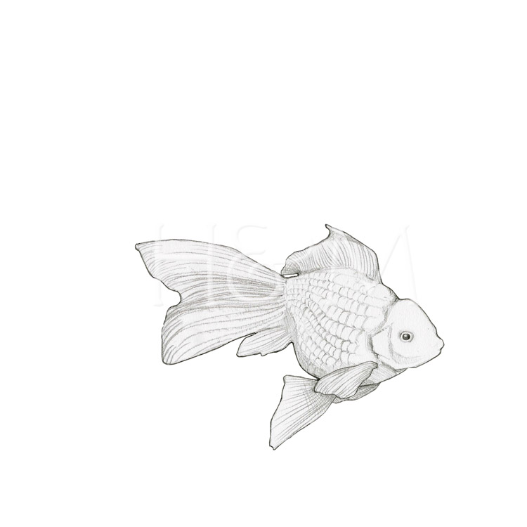 750x750 Hunter And Moon Goldfish Sketch - Goldfish Sketch