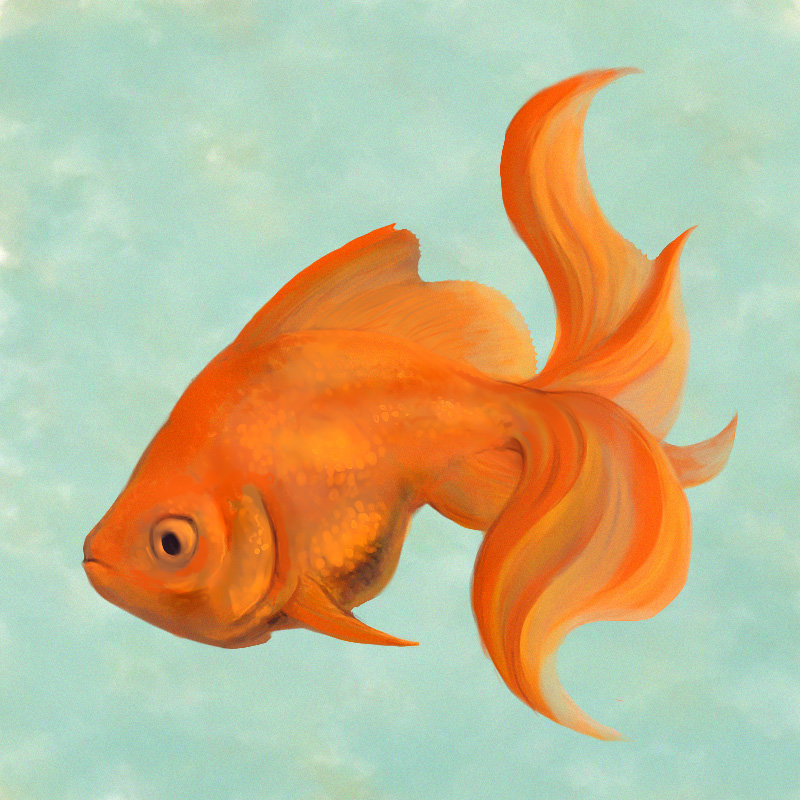 800x800 Katherine Dinger - Goldfish Sketch
