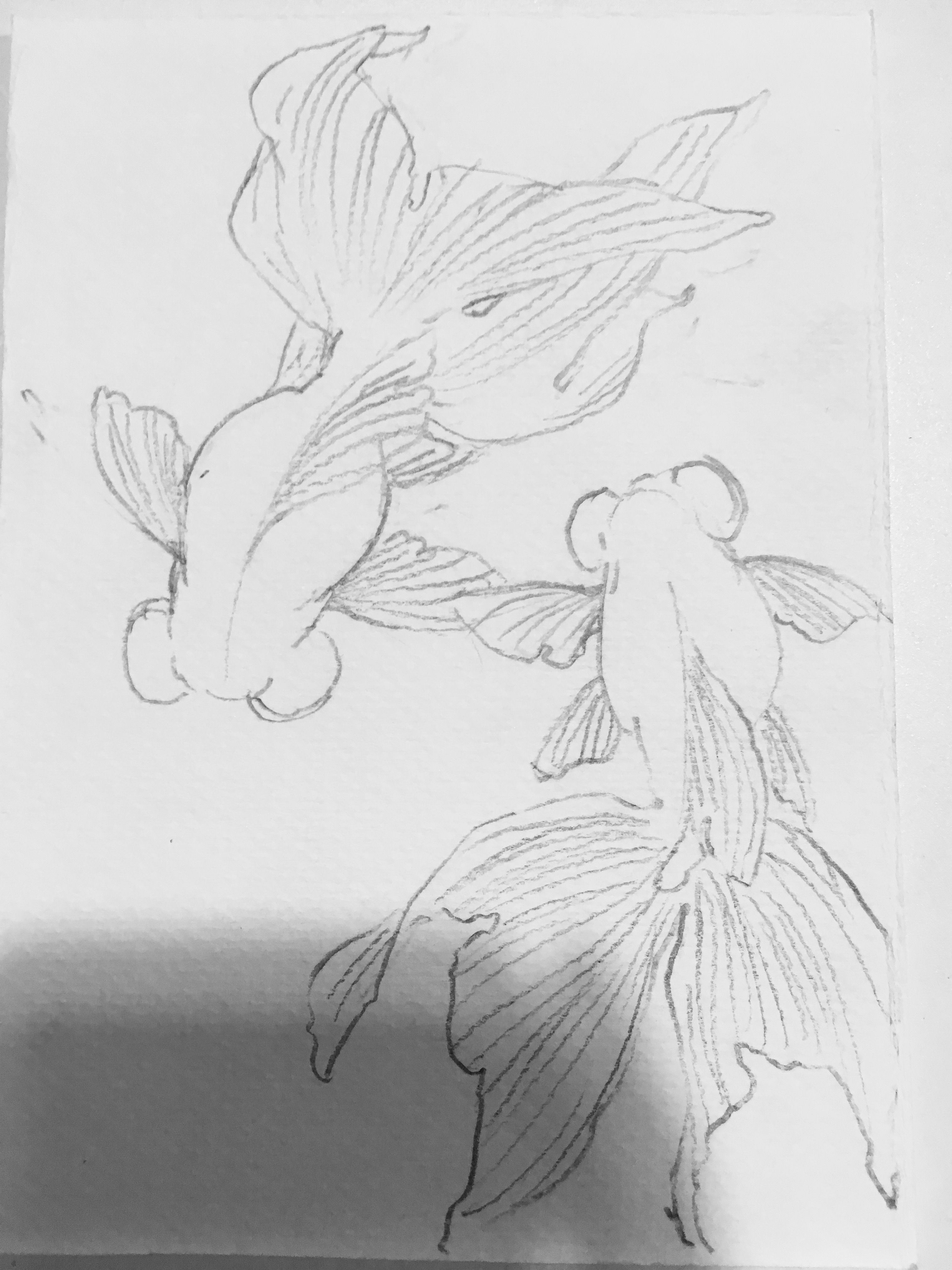 3024x4032 Sketch Of Two Goldfish Drawing Inspiration In 2018 - Goldfish Sketch