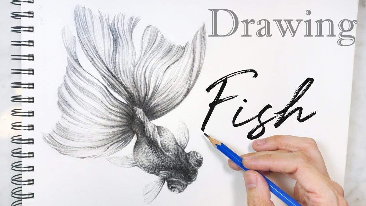 1280x720 Drawing Fish Pencil Drawing Goldfish Sketch Youtube - Goldfish Sketch