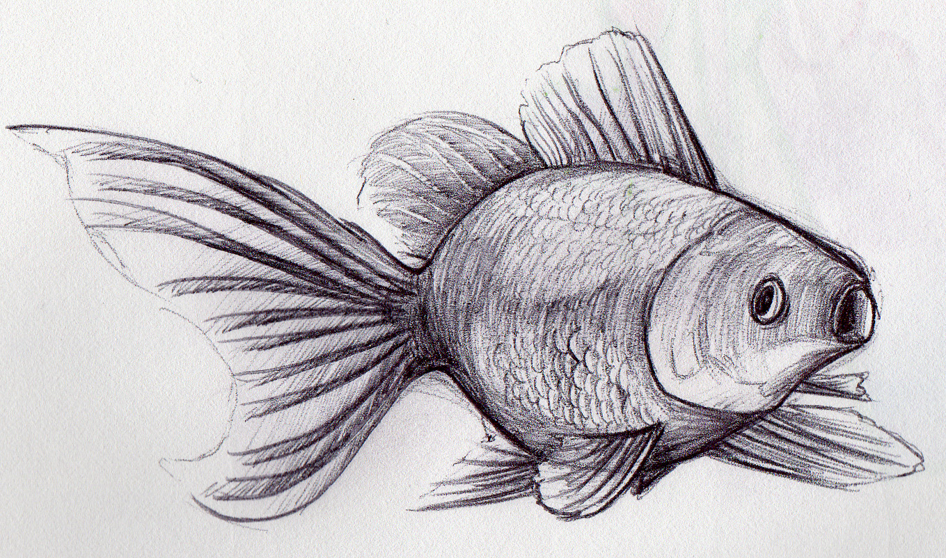 Goldfish Sketch at PaintingValley.com | Explore collection of Goldfish ...