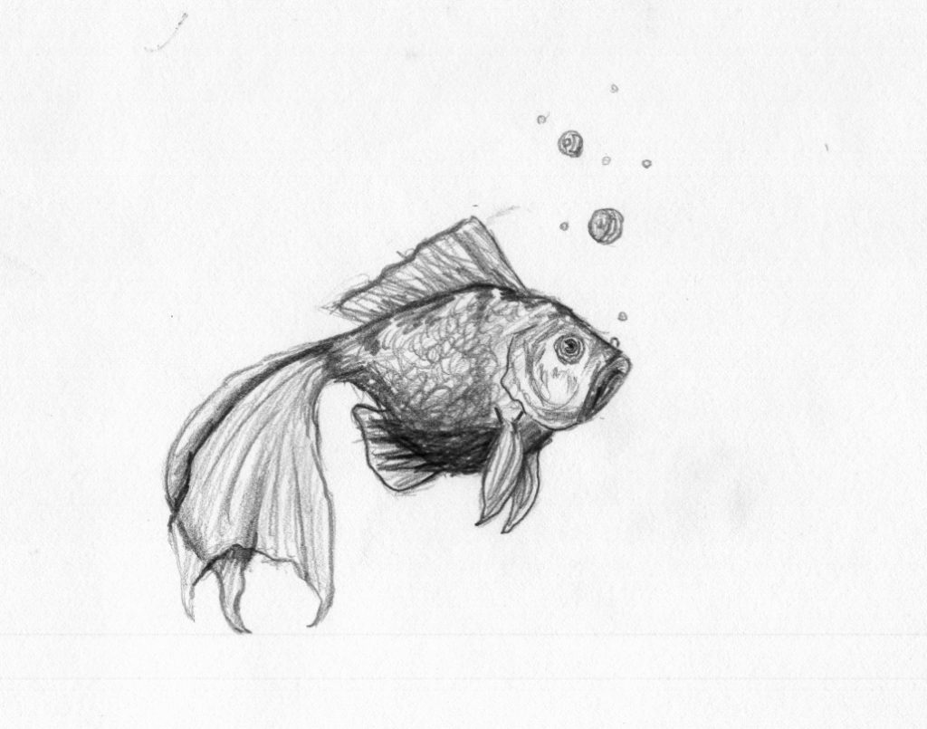 Goldfish Sketch at PaintingValley.com | Explore collection of Goldfish ...