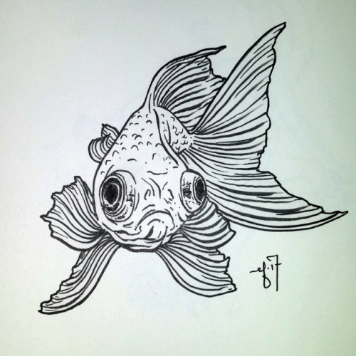 500x500 Goldfish Sketchbook Tumblr - Goldfish Sketch