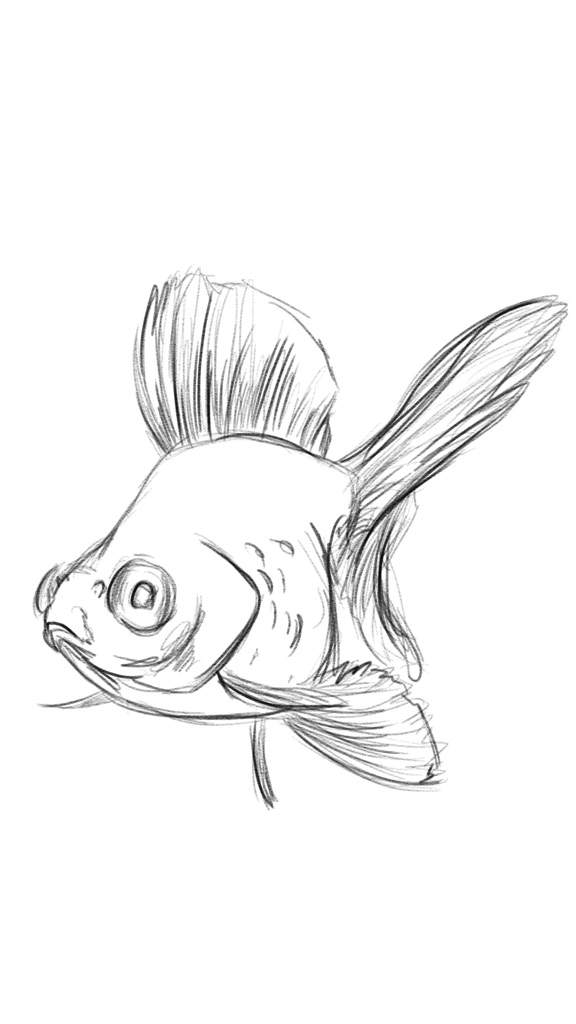 576x1024 Goldfish Sketches Fishkeepers Amino Amino - Goldfish Sketch