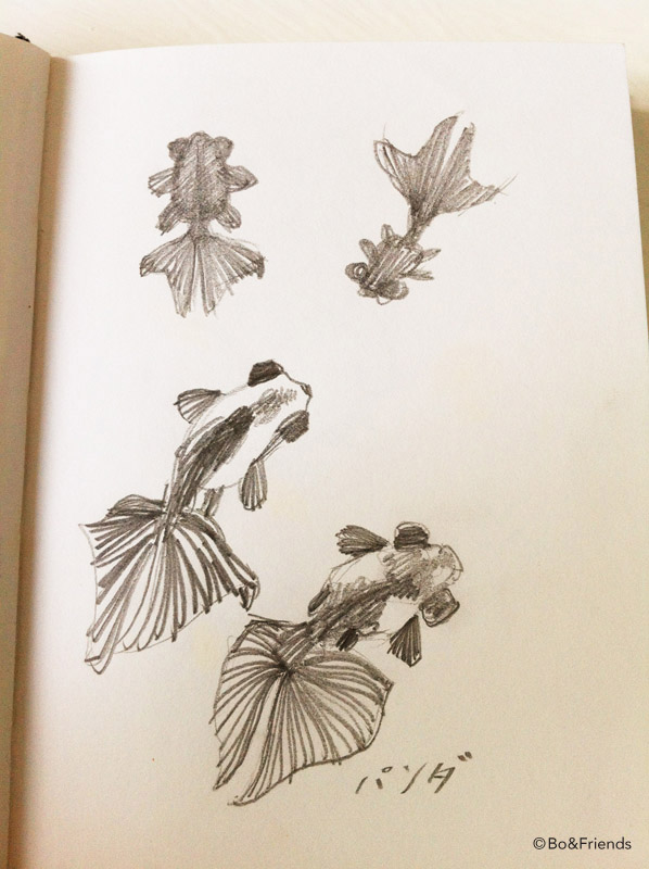 598x800 Lion Head Goldfish Boampfriends - Goldfish Sketch