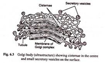 367x220 Golgi Complex Structure And Functions (With Diagram) - Golgi Apparatus Sketch