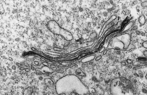 512x331 Golgi And Protein Processing - Golgi Apparatus Sketch