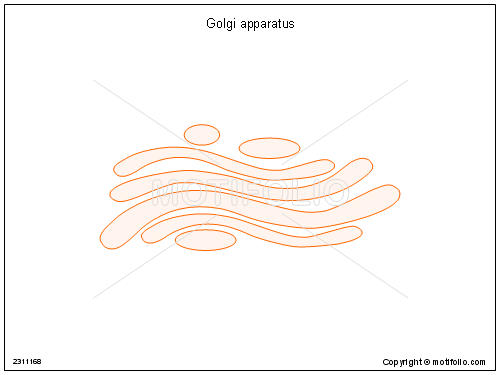 500x375 Golgi Apparatus Illustrations - Golgi Apparatus Sketch