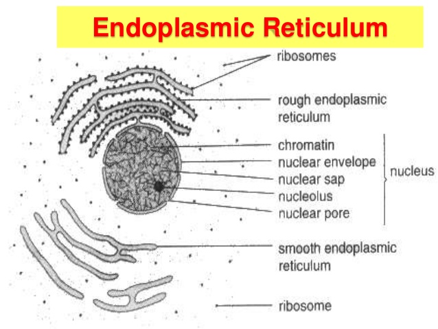 638x479 Biology Form 4 Chapter 2 Part 1 - Golgi Apparatus Sketch