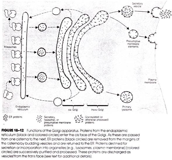 589x549 Main Functions Of The Golgi Apparatus (With Diagram) - Golgi Apparatus Sketch
