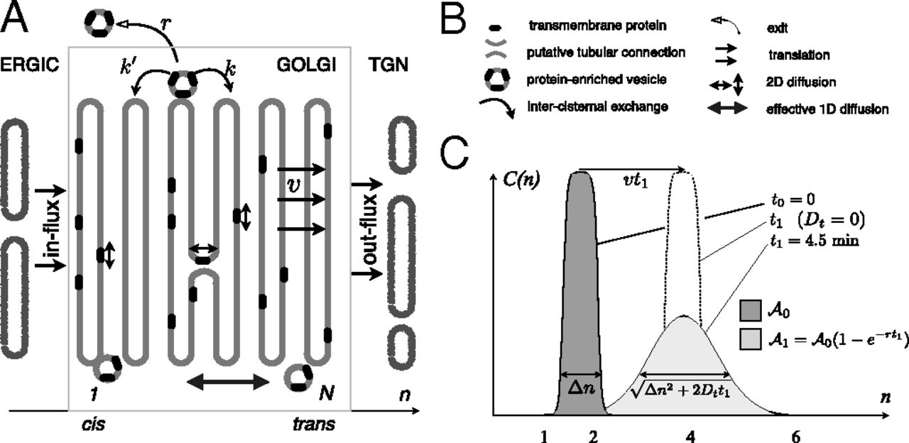 1280x624 Quantitative Analysis Of Intra Golgi Transport Shows - Golgi Apparatus Sketch