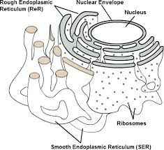 235x215 Golgi Apparatus Diagram Labeled - Golgi Apparatus Sketch