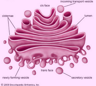 Golgi Apparatus Sketch at PaintingValley.com | Explore collection of ...