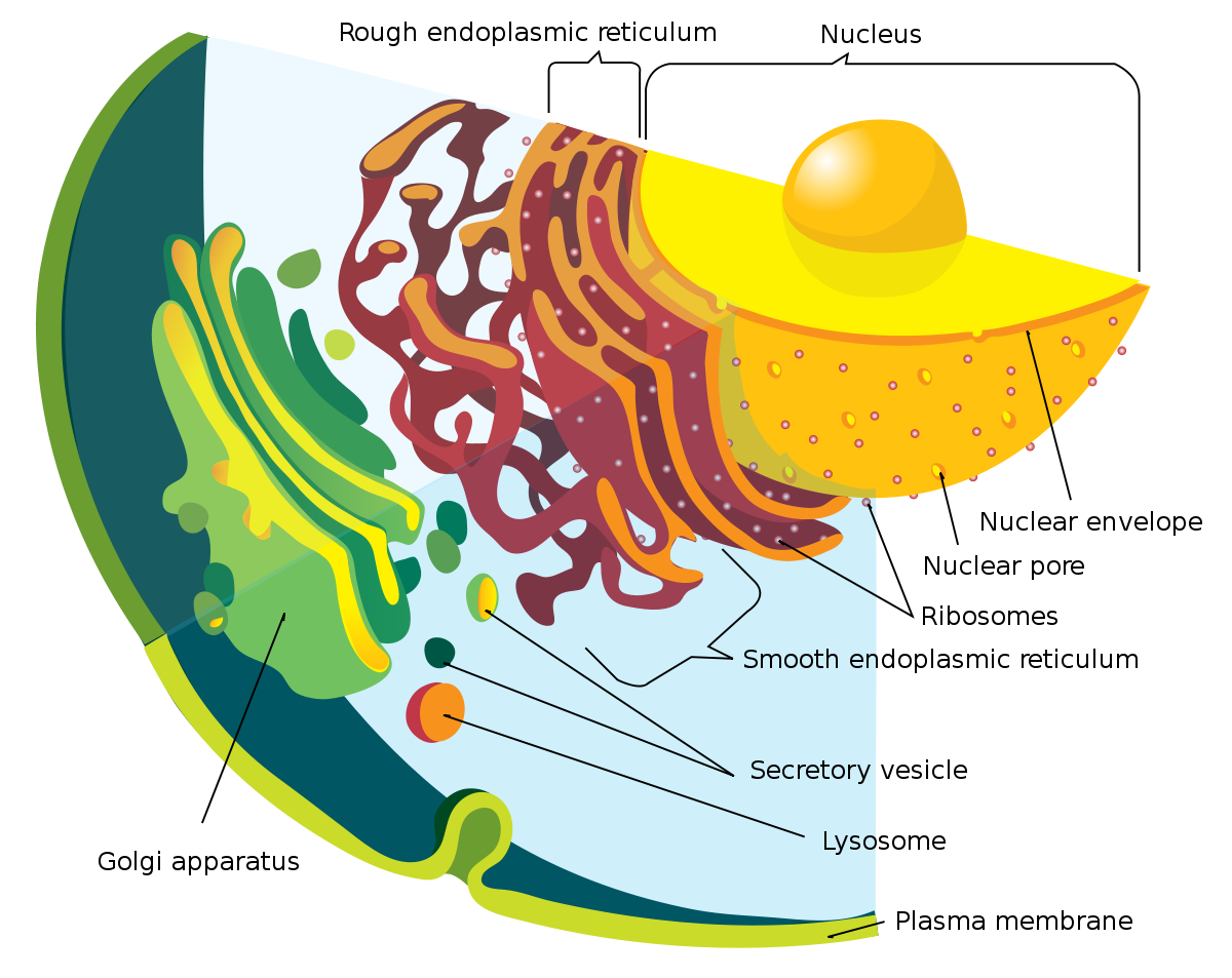 1200x953 Endomembrane System - Golgi Apparatus Sketch