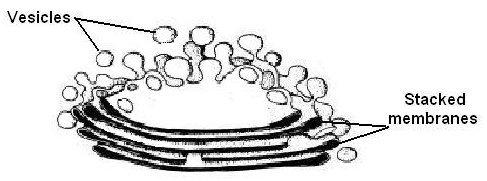 487x181 Filegolgi Body.jpg - Golgi Apparatus Sketch