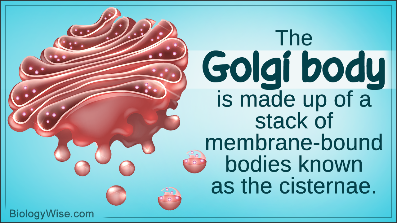 How Does Golgi Body Function