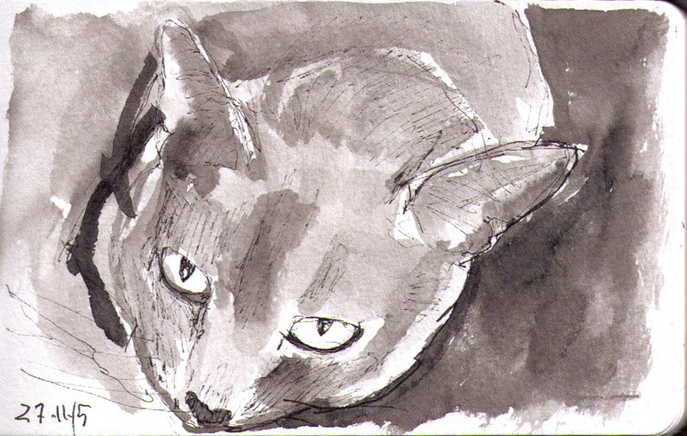 1000x635 Quick Cat Sketch In Pen And Ink One Drawing Daily - Google Quick Sketch