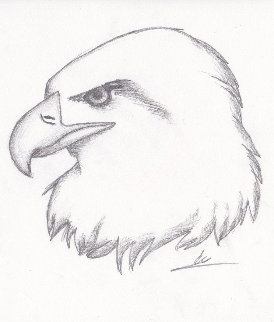 900x1055 Sketches Of Animals And Birds Easy Sketches - Google Search Sketch