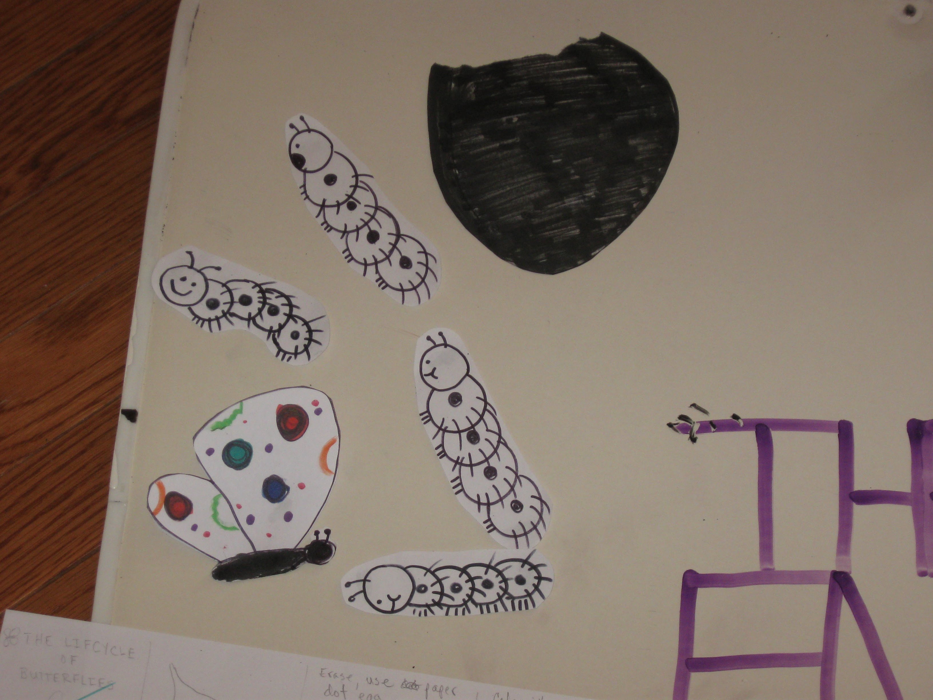 3264x2448 Life Cycle Animation Project - Google Sketch Animation