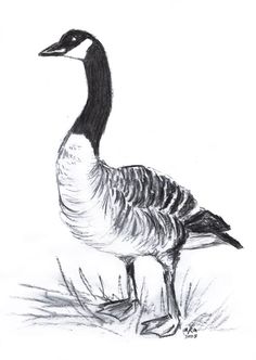 Goose Sketch