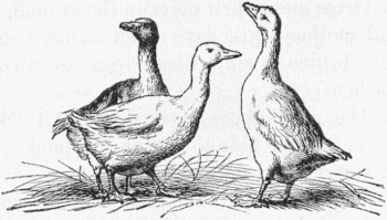 350x199 Filegoose Drawing.jpg - Goose Sketch