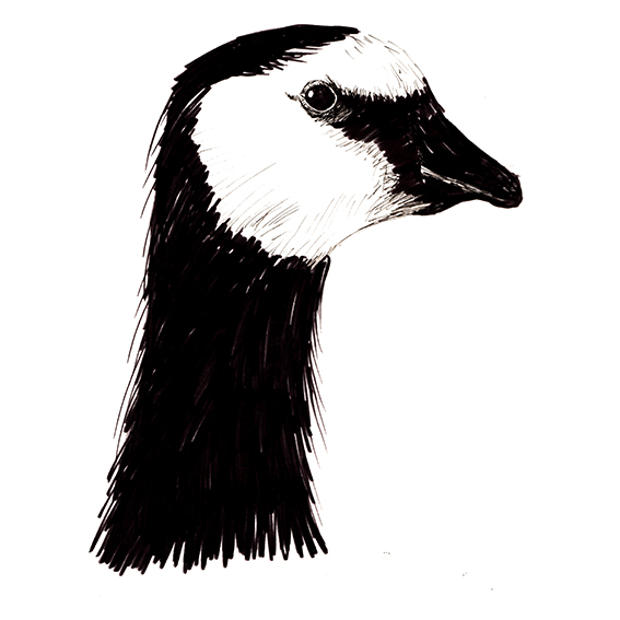 567x567 Five Minute Sketch Goose. - Goose Sketch