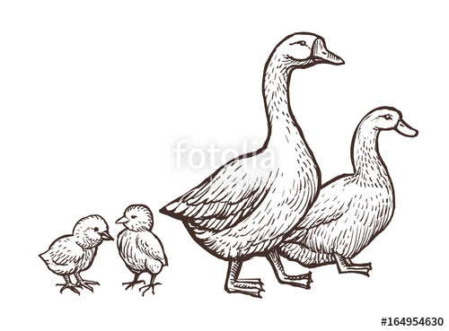 500x369 Goose And Duck Farm Animals Sketch. Hand Drawn Birds Family With - Goose Sketch