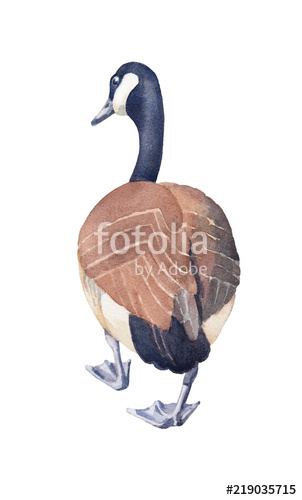 302x500 Hand Drawn Sketch Of Canada Goose On A White Background. Stock - Goose Sketch