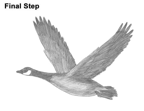 500x386 How To Draw A Canada Goose - Goose Sketch
