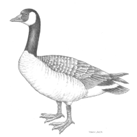 200x200 Leathercraft Library - Goose Sketch