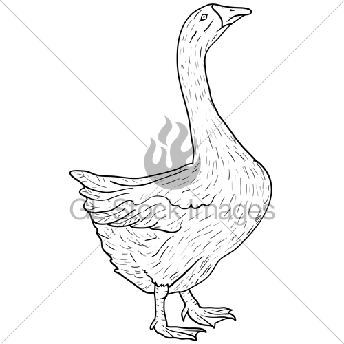 500x500 Sketch Grey Goose On A White Background. Vector Illustrat... Gl - Goose Sketch