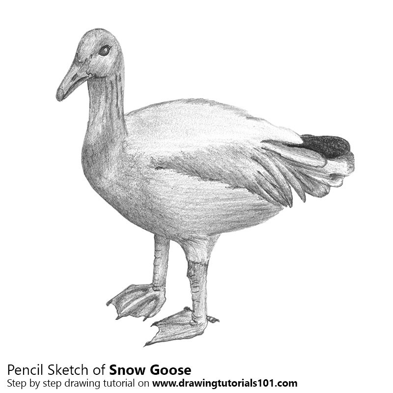800x800 Snow Goose Pencil Drawing - Goose Sketch
